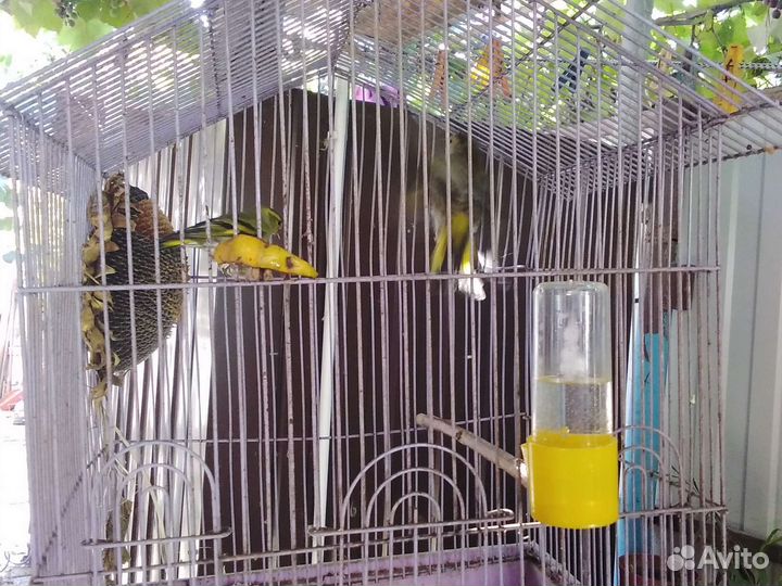 Певчии птицы