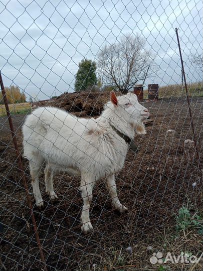 Козел зааненский