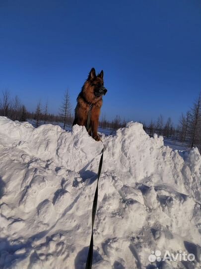 Немецкая овчарка. Вязка