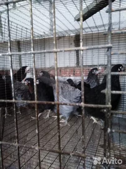 Продаются молодоки кур Корал Ник, Кубанские красна