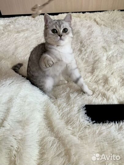 Шотландский Мальчик Страйт