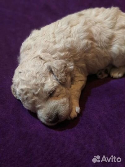 Карликовый пудель девочки