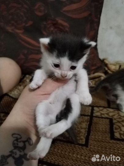 Кошка в дар