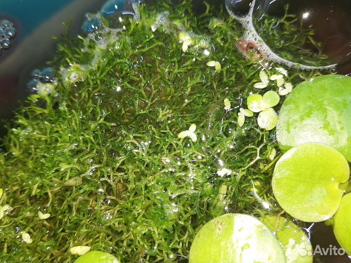 Аквариумные растения, прополка