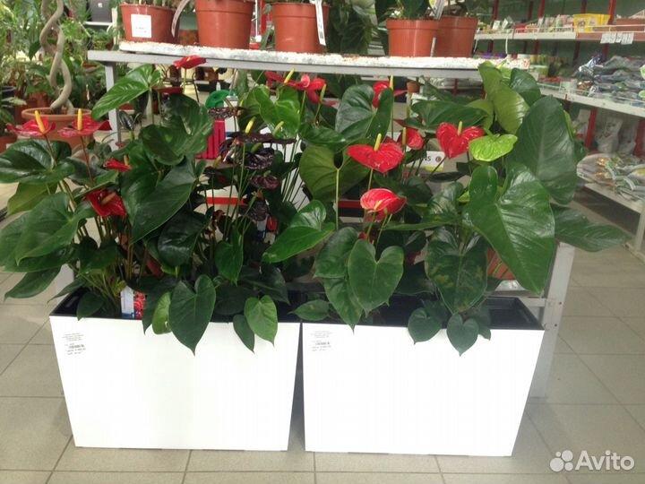 Растения для офиса