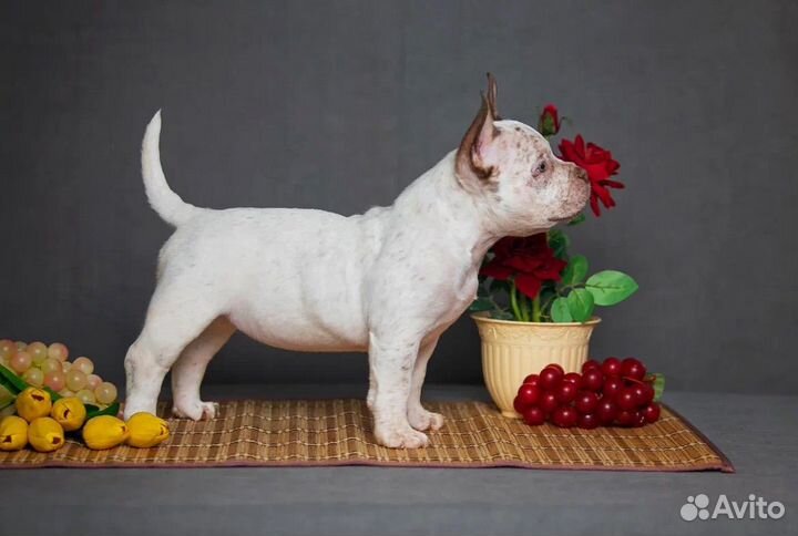 Булли Мини Пипини