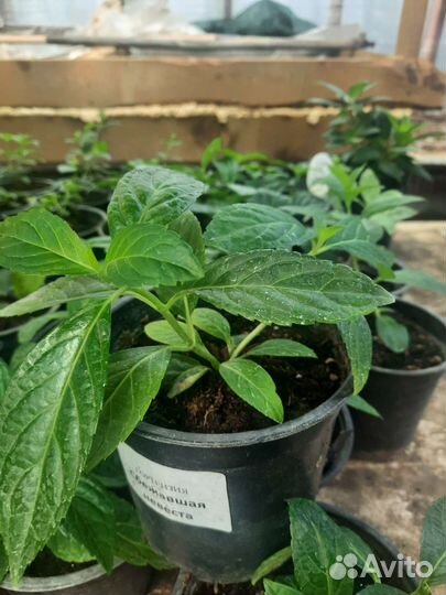 Гортензия саженцы