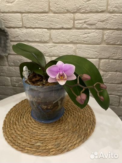Орхидея фаленопсис