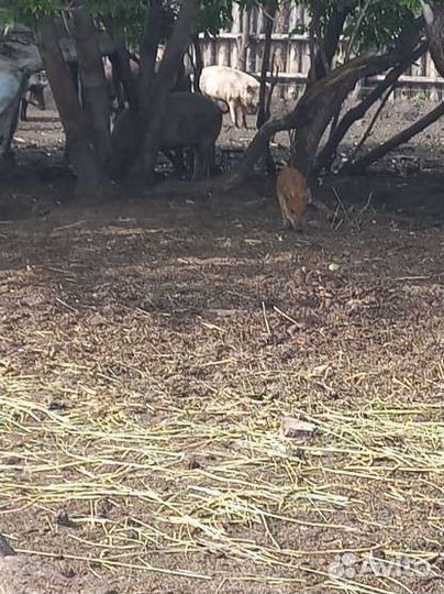 Продам поросят,дюрок