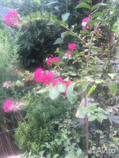 Лагенстремия