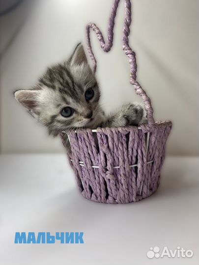 Отдам котят