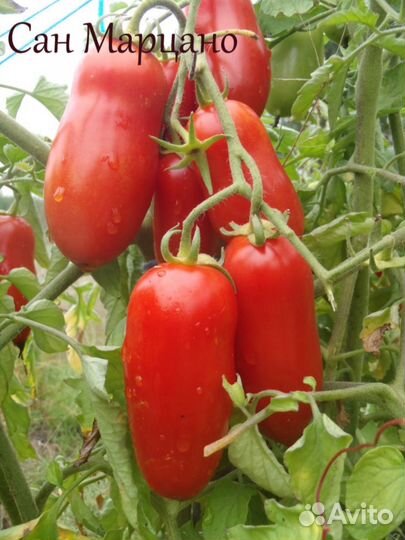 Семена томата Сан- Марцано (Италия) 10с
