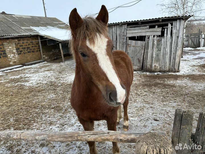 Продается жеребенок