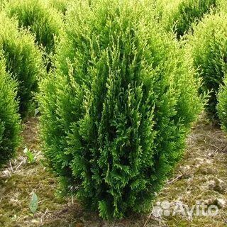 Зимостойкая туя. Хвойные деревья. Туя Корник