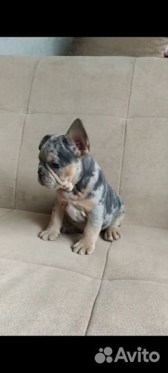 Французский бульдог мальчик