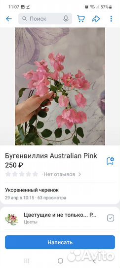 Бугенвиллии