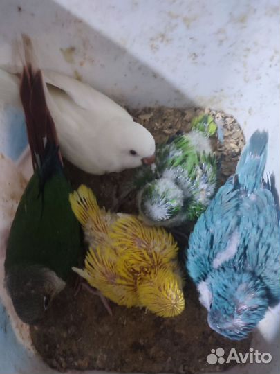 Попугаи калита монах, птенцы докормыши