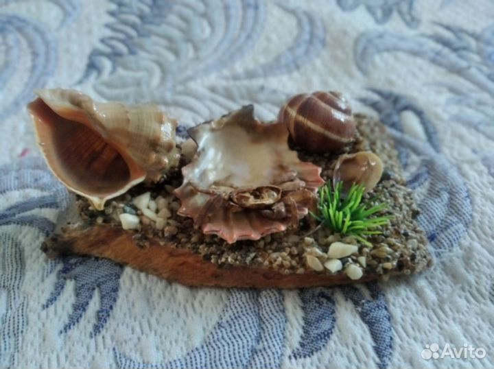 Раковина, ракушки