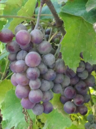 Дача 25 м² на участке 6 сот.