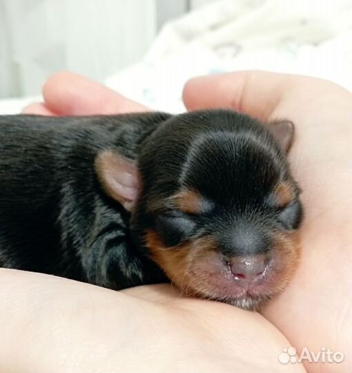 Щенок йоркширского терьера