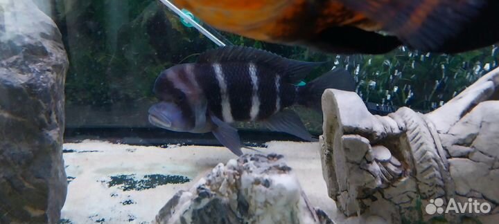 Рыба фронтоза