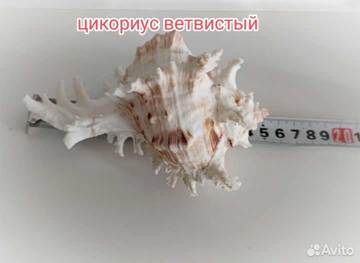 Большая морская раковина