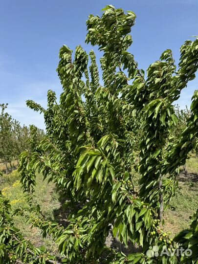 Черешня оптом