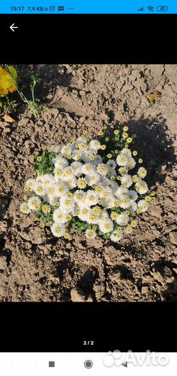 Хризантема мультифлора