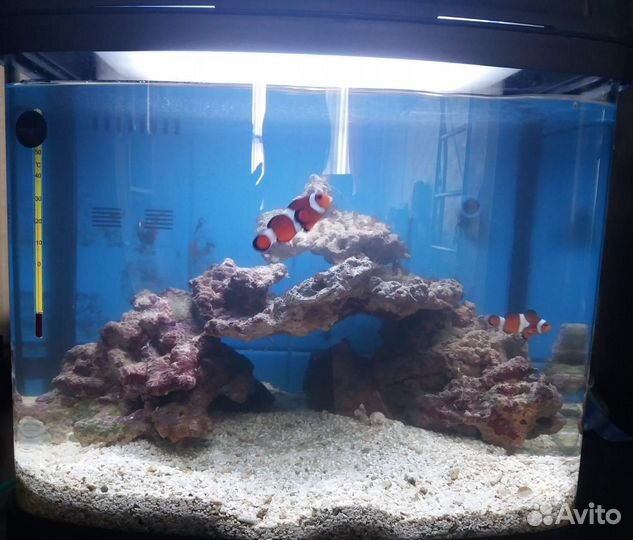 Аквариум морской