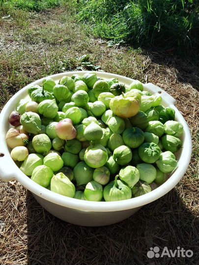 Физалис овощной