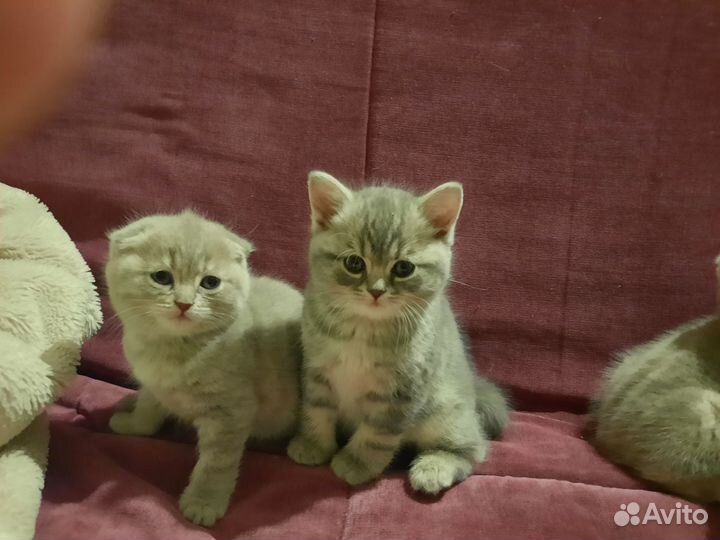 Шотландская