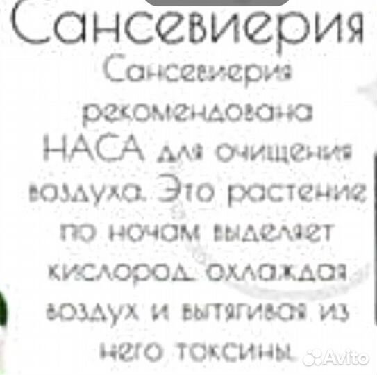 Сансевиерия