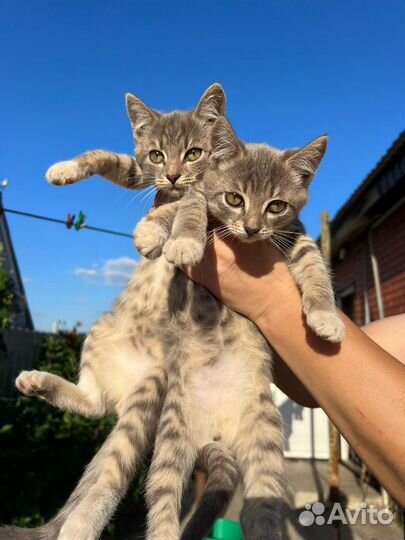 Кошка в дар бесплатно
