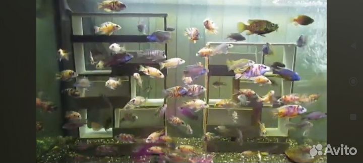 Аулонокара. Малавийские цихлиды. Утака