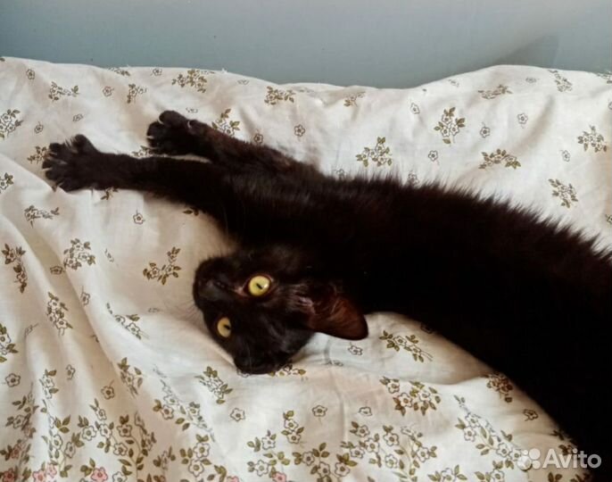 Девочка котёнок, 6 месяцев