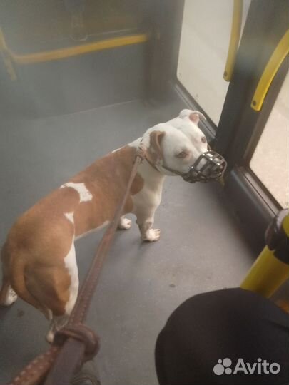 Питбультерьер