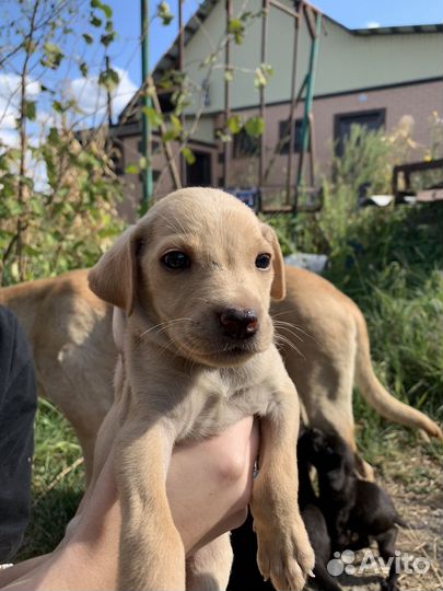 Щенки лабрадора бесплатно