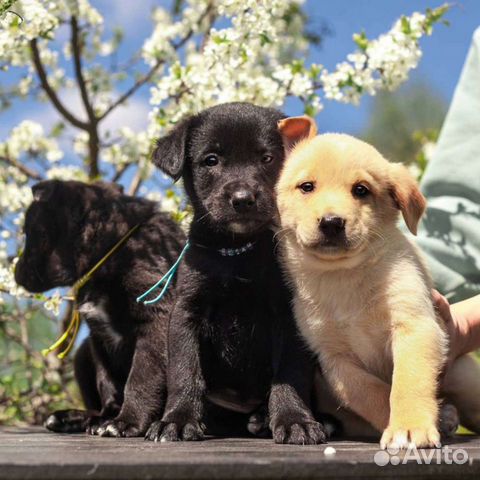 Щеночки, разных окрасов в добрые руки