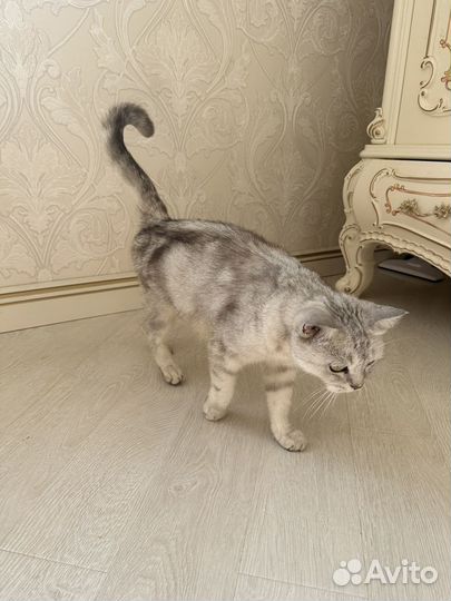 Кошки в добрые руки бесплатно