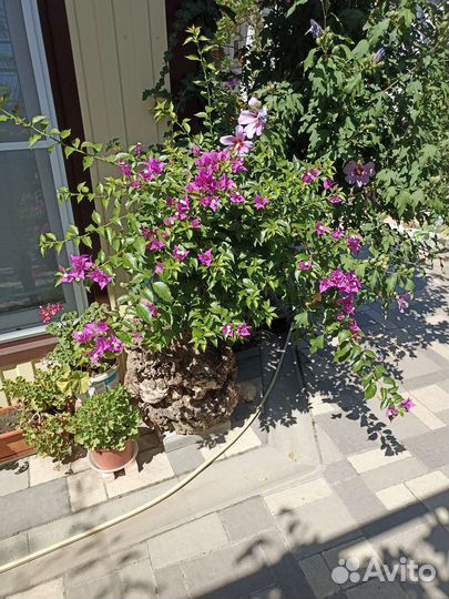 Бугенвиллия взрослая