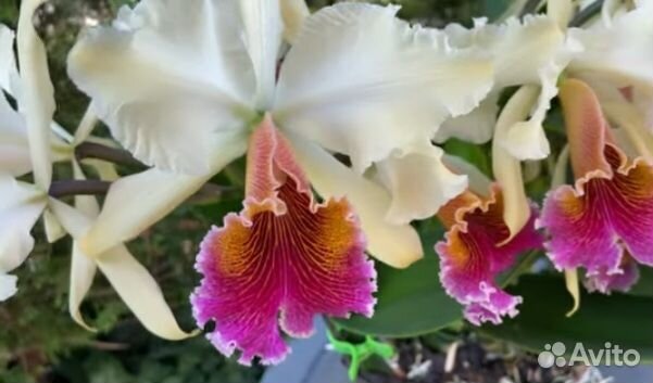 Cattleya triumphans (rex x dowiana aurea)