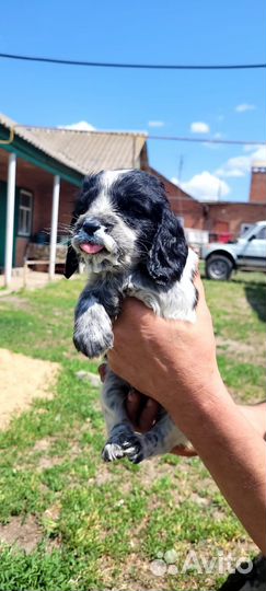 Русский охотничий спаниель