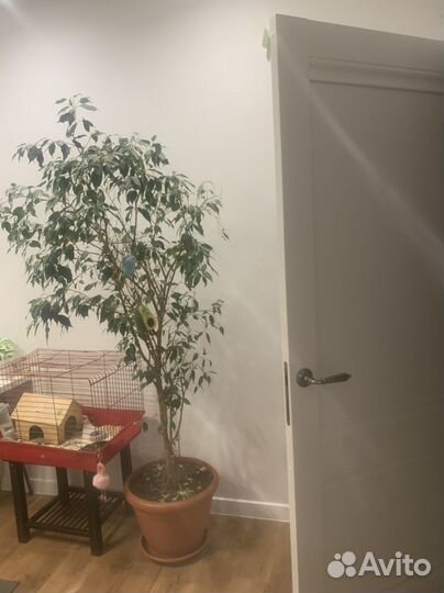 Фикус бенджамина большой