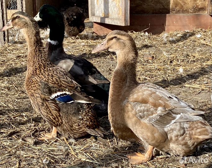 Руанская утка