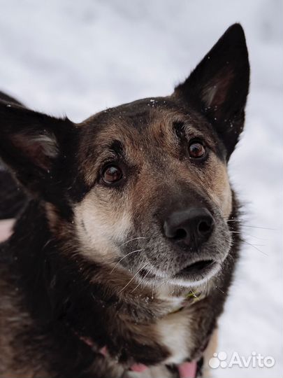 Фагота не замечали долгие годы