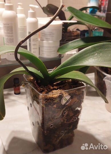 Орхидея фаленопсис