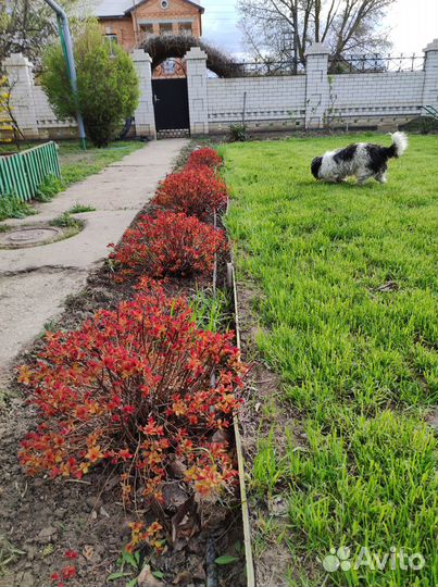 Барбарис,спиреи,магония,злаки