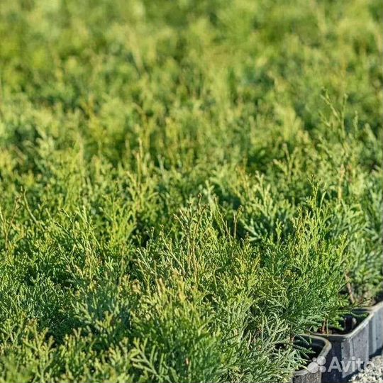 Саженцы хвойных деревьев