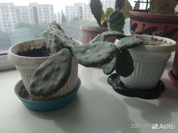 Комнатные цветы