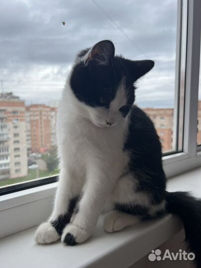 Котенок в добрые руки